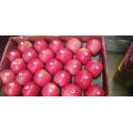 2021 Hot Sales New Season Fresh Sweet Fruit Red Fuji Apple